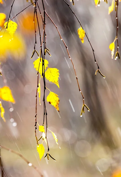秋の雨の滴と白樺の黄葉 — ストック写真