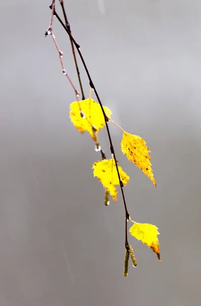 Hojas Amarillas Del Abedul Con Gotas Lluvia Otoñal —  Fotos de Stock