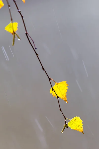 Żółte Liście Brzozy Kropli Deszczu Jesienią — Zdjęcie stockowe