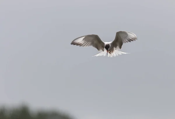 River Terns Looking Prey Hovering Air — Stock Photo, Image