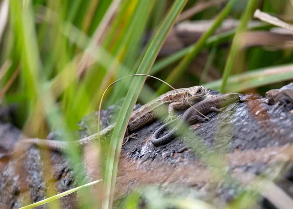 Dois lagartos descansam na margem do rio — Fotografia de Stock