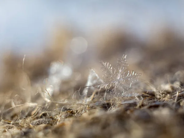 Primo Piano Cristallo Fiocco Neve — Foto Stock