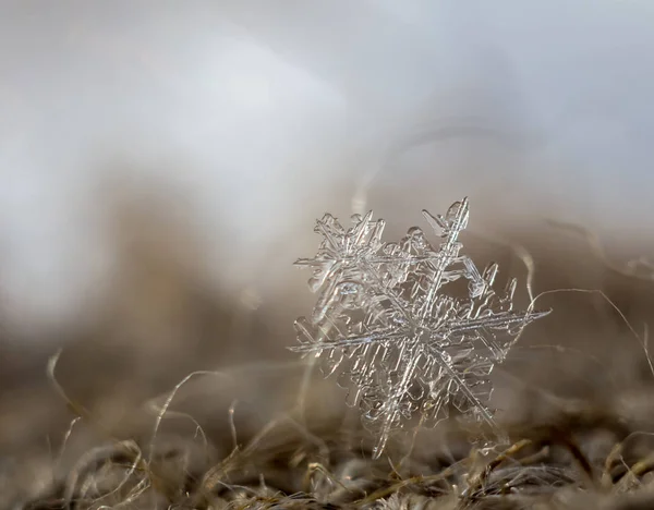 Крупный План Кристалла Снежинки — стоковое фото