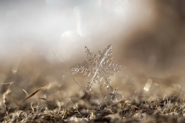 Primo Piano Cristallo Fiocco Neve — Foto Stock