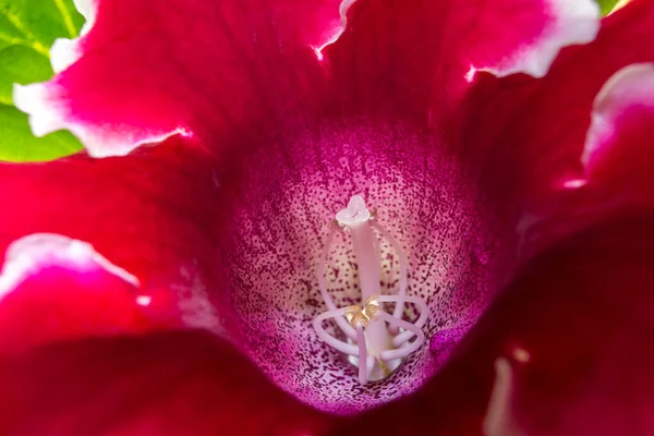 明るいグロキシニアの芽とともに杵と雄蕊 — ストック写真