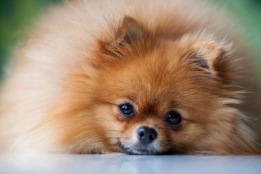 tüylü şirin Pomeranian yalanlar üzerine beyaz bir yüzeye