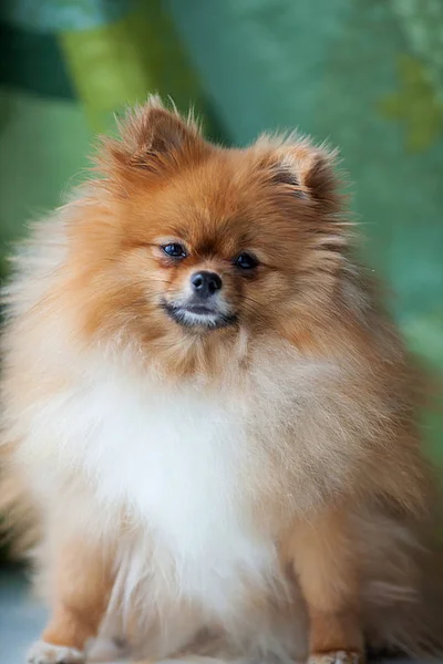 Fluffy söt Pomeranian sitter på en grön bakgrund — Stockfoto