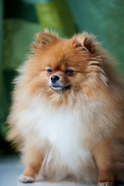 Fluffy cute Pomeranian sitting on a green background — Stock Photo, Image