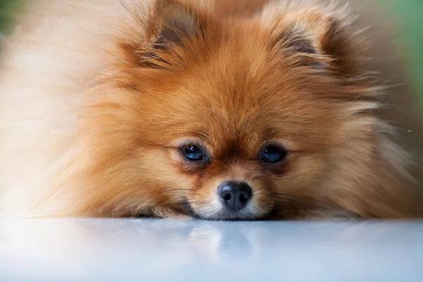 Fofo bonito Pomeranian mentiras em uma superfície branca — Fotografia de Stock