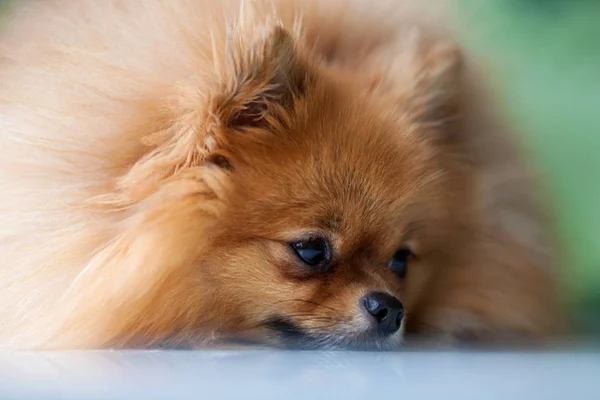 Fluffy cute Pomeranian lies on a white surface — Stock Photo, Image