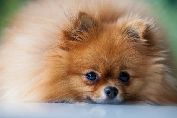 Fofo bonito Pomeranian mentiras em uma superfície branca — Fotografia de Stock