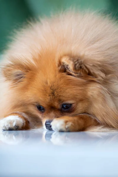 Fluffy cute Pomeranian lies on a white surface — Stock Photo, Image