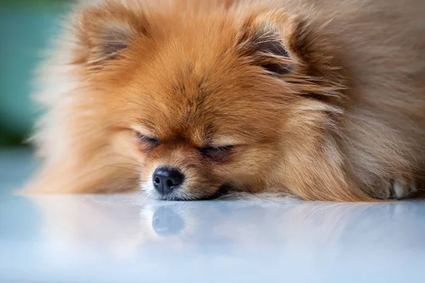 Pluizig, schattig Pommeren ligt op een witte ondergrond — Stockfoto