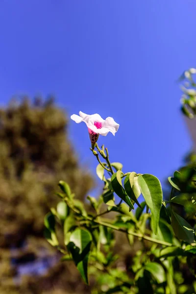 Flor branca em flor na natureza . — Fotografia de Stock