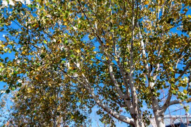 Altın sonbahar yaprakları Sonbahar sarı akçaağaç.