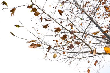 Akçaağaç beyaz arkaplanda izole edilmiş.