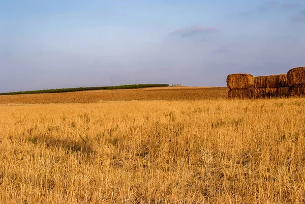 Güzel bir buğday tarlası manzarası ve kırsal alanda mavi gökyüzü. Ekinlerin yetiştirilmesi. Tarım ve tarım. Tarım endüstrisi.