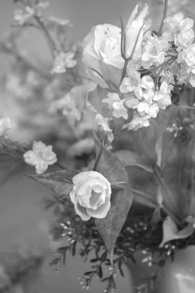 Svart och vit bild av rosor i svart. Vitt, gardenia. — Stockfoto