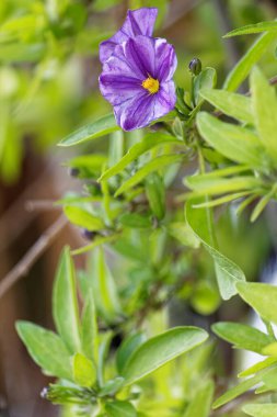 Güzel yeşil ve mor bir çiçek Güzel yeşil ve mor bir çiçek.