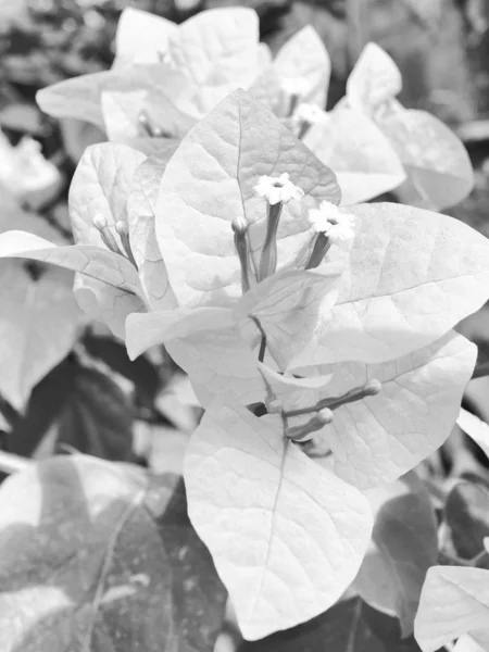 Black and white flower lily, in bloom.
