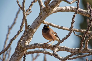 Little Bird Perched on a Branch tree branch on a bright sunny day.