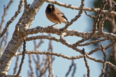 Little Bird Perched on a Branch tree branch on a bright sunny day.