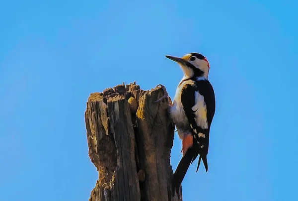 Μεγαλύτερη Spotted Woodpecker Dendrocopos Major στο Trunk Δέντρο. — Φωτογραφία Αρχείου