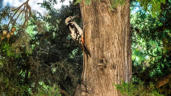 Μεγαλύτερη Spotted Woodpecker Dendrocopos Major στο Trunk Δέντρο. — Φωτογραφία Αρχείου