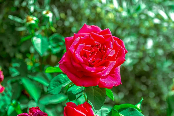 Macro primer plano de una rosa roja . — Foto de Stock