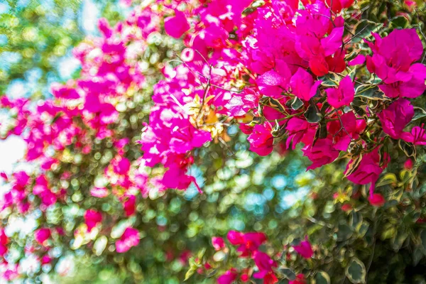 Hermosas flores rojas al amanecer . — Foto de Stock