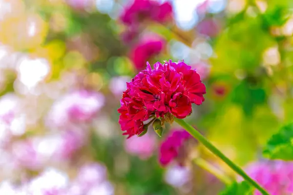 Bellissimi fiori rossi all'alba . — Foto Stock