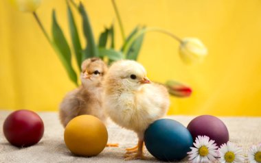 Çok güzel Paskalya tavuk