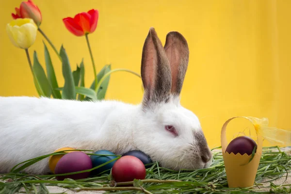 可爱的小白兔躺在复活节彩蛋身边 — 图库照片