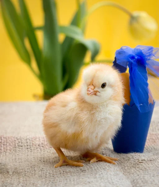 Ayam Paskah dan keranjang biru dengan telur — Stok Foto