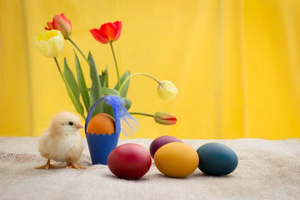 Χαριτωμένο μικρό κοτόπουλο Πάσχα με τα αυγά — Φωτογραφία Αρχείου