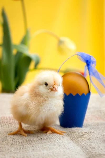 Χαριτωμένο μικρό κοτόπουλο με κίτρινο αυγό — Φωτογραφία Αρχείου