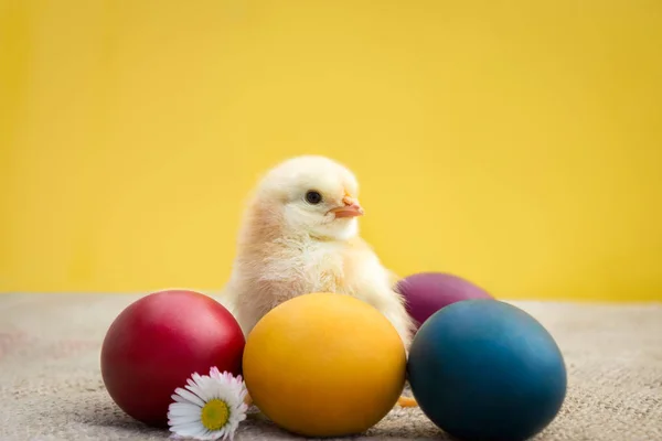 Pollo pasquale con uova — Foto Stock