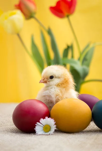 Πασχαλινά αυγά με κοτόπουλο — Φωτογραφία Αρχείου