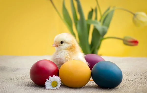 Κίτρινο κοτόπουλο στο αυγό hunt — Φωτογραφία Αρχείου