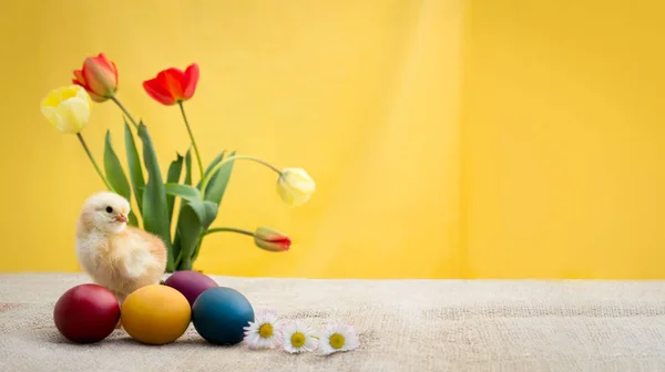 Жовта курка чекає на Великдень — стокове фото