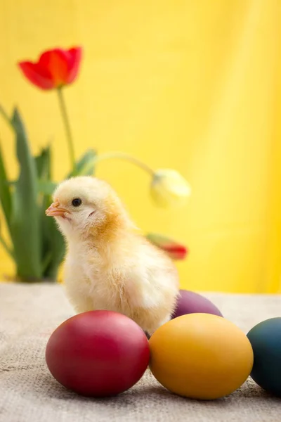 Τα χρωματιστά αυγά και αφράτο κοτόπουλο — Φωτογραφία Αρχείου