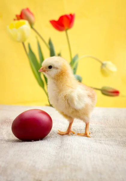 Κόκκινο αυγό και κίτρινο κοτόπουλο — Φωτογραφία Αρχείου