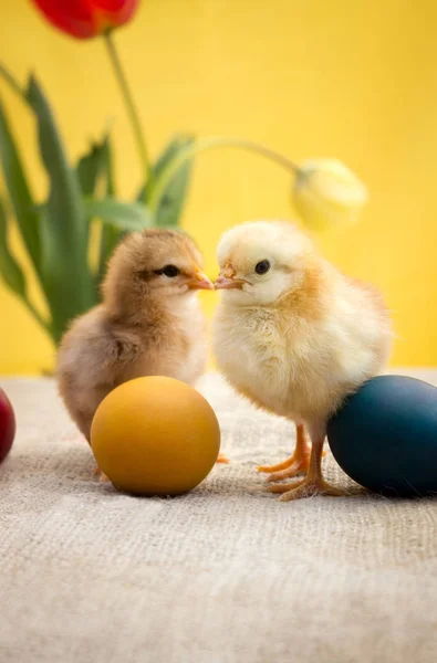 Adorabile pollo di Pasqua carino — Foto Stock