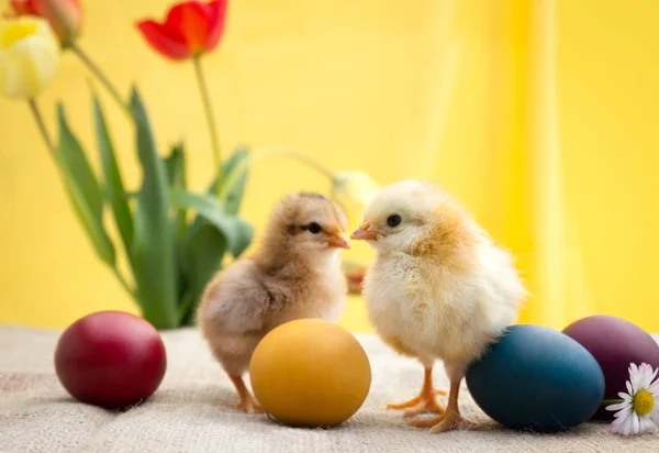 Χρωματιστά Πασχαλινά αυγά με χαριτωμένο κοτόπουλο — Φωτογραφία Αρχείου