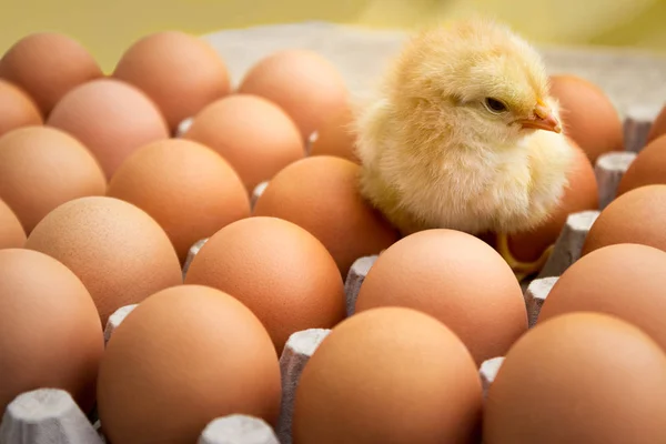 Νεογέννητο κοτόπουλο με φρέσκα αυγά — Φωτογραφία Αρχείου