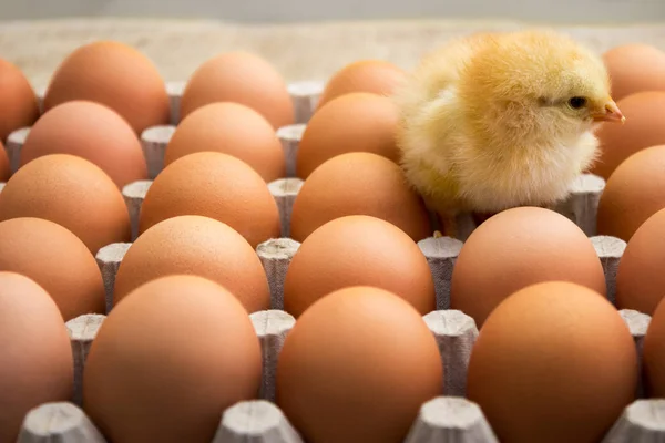 Cute chicken with fresh eggs in carton