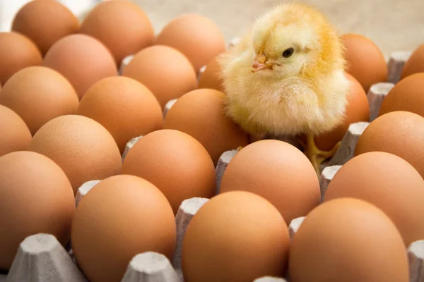 Κοτόπουλο στέκεται στο κουτί φρέσκα αυγά — Φωτογραφία Αρχείου