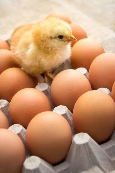 Κίτρινο κοτόπουλο στέκεται πάνω στα αυγά — Φωτογραφία Αρχείου