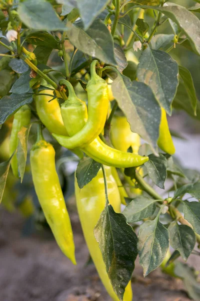 Feld von grünem Paprika — Stockfoto