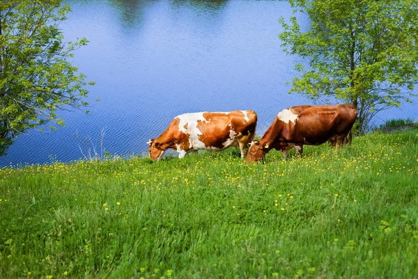 Krowy na łące — Zdjęcie stockowe